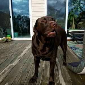 Meet your Posher, Brandy